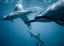 华体会HTH：把热爱照进行动的体育生活